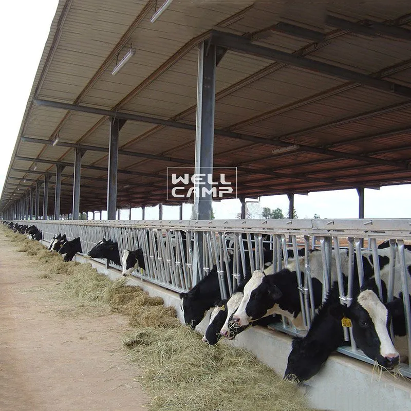 panel steel structure fast install for cow shed
