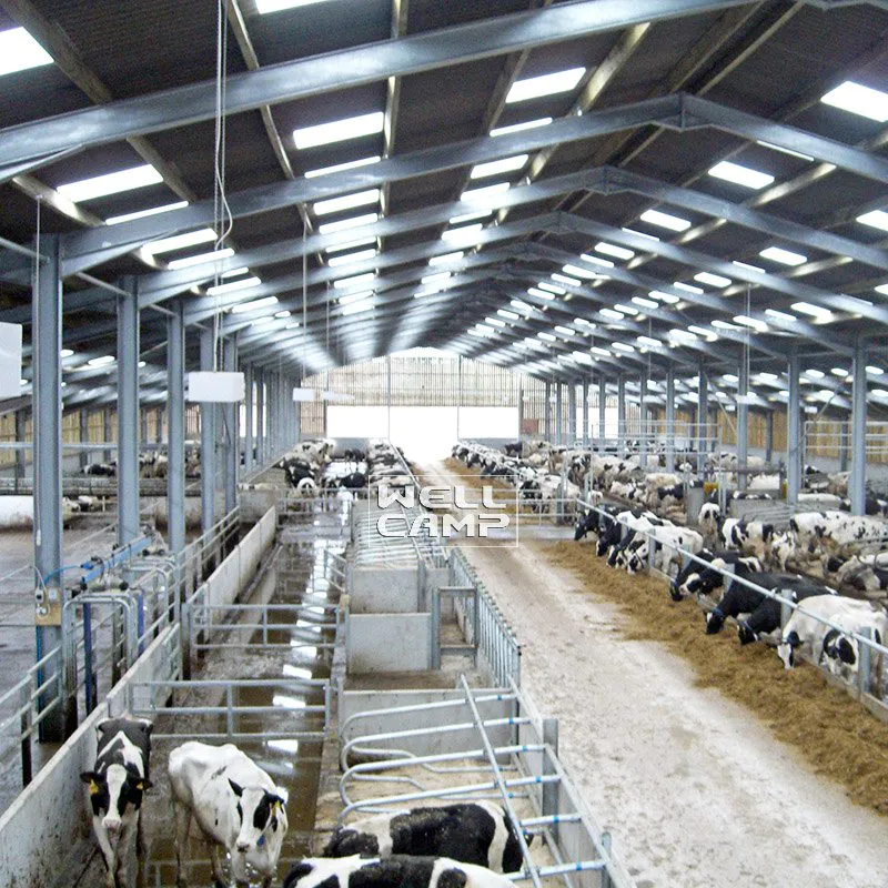 Panel Sándwich Color Estructura de Acero para Galpón de Vacas, Wellcamp S-31